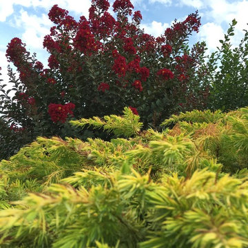 Golden Pacific™ Juniper