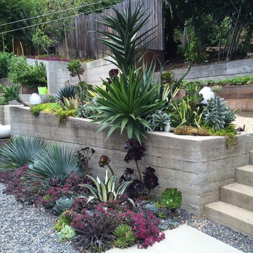 Kensington Succulent Paradise