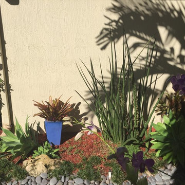 Potted Plants