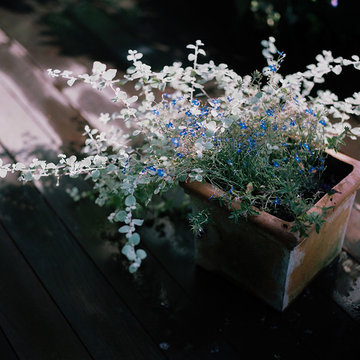 Roof Garden