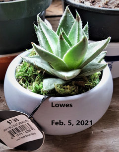 Say Aloe to my new plant! | Houzz Forum