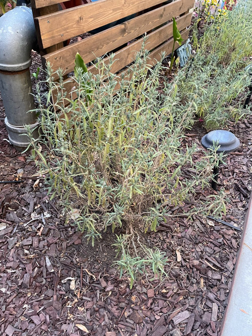 French Lavender Yellowing