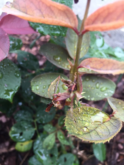 What's wrong with my roses?