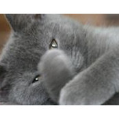 Anda Dra's photo