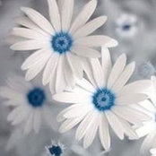 Debbie Gearings foto