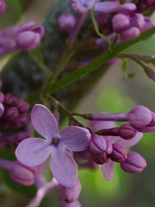 Dwarf Korean Lilac Tree Houzz