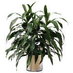 Scape Supply - Live 3' Janet Craig Bush Package, Chrome - The "Janet Craig" is a very versatile plant coming in a variety of sizes and shapes.  This live Dracaena Fragrans variety is a wonderful bushy option with long, bright, shiney leaves that works well to frame a sofa or fireplace mantel.  The Janet Craig is very resilient to lighting and watering schedules and is a go to plant for most commercial interior landscape projects.