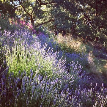 Sonoma County Garden