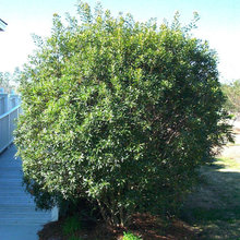 Landscape Plan
