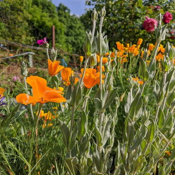 Potager en Permaculture