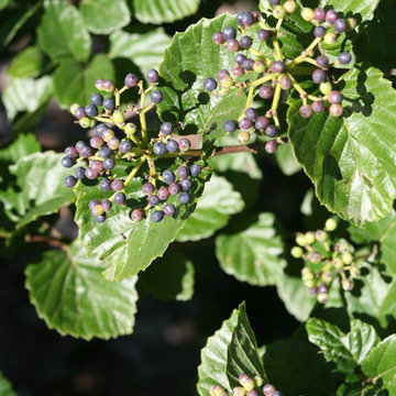 All That Glitters™ Viburnum
