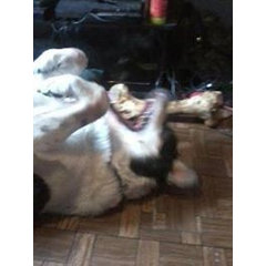 jack