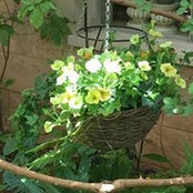 Drora Kuleski's photo