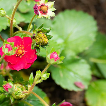 Edible Landscapes