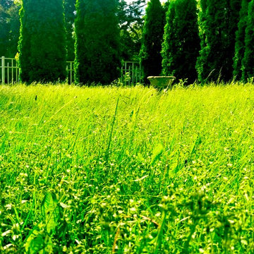 Native Meadow