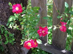 【ROSE☆ROSE】【2点まとめ】 Pas de deux Rose-双人芭蕾｜Japanese Shrub Rose – Ergongzy Roses