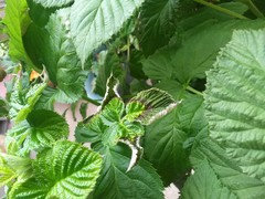 Bronign Raspberry Raspberry Leaves Turning Brown And Curling