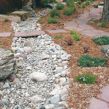 backyard landscape