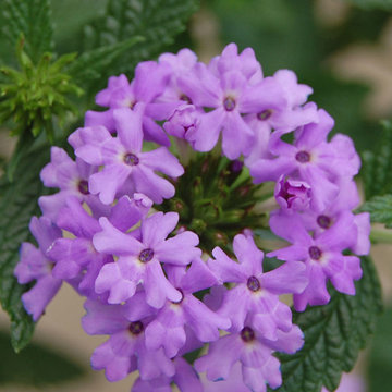 ‘Princess Dark Lavender’ Verbena Verbena 'Princess Dark Lavender' PP#11951