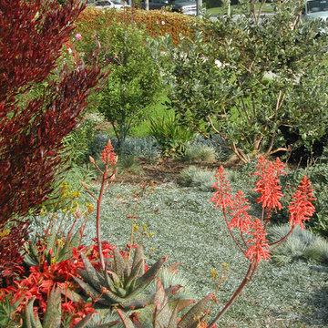SUCCULENTS