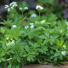 plants for back yard