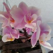 Kim Kelley's photo