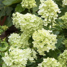 flowering plants