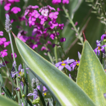 Le jardin de la Sixième Extinction