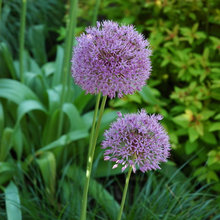 outdoor flowers