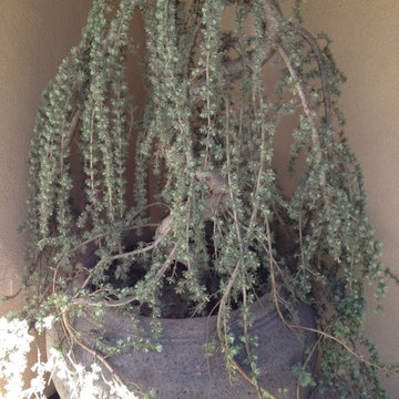 Asain Garden