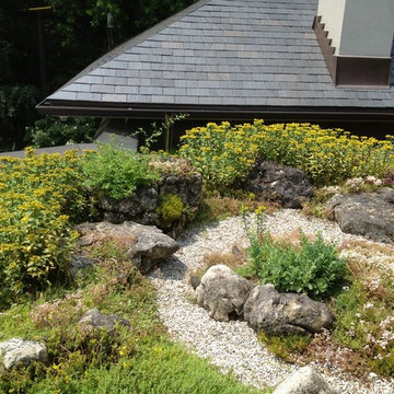 Green Roofs