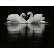 Elisabeth Erickson's photo