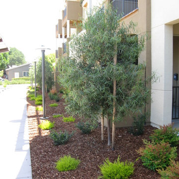 Highlights in Shady Planting