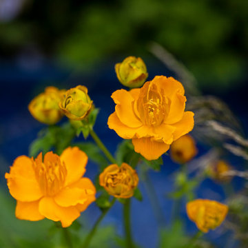 RHS Chelsea 2024