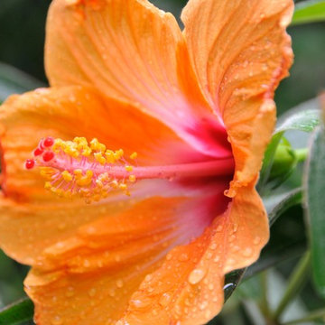 Miami Landscape Design Ideas