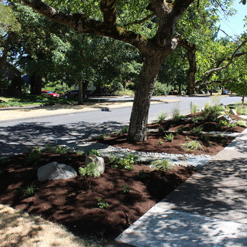 A garden under a Black Walnut