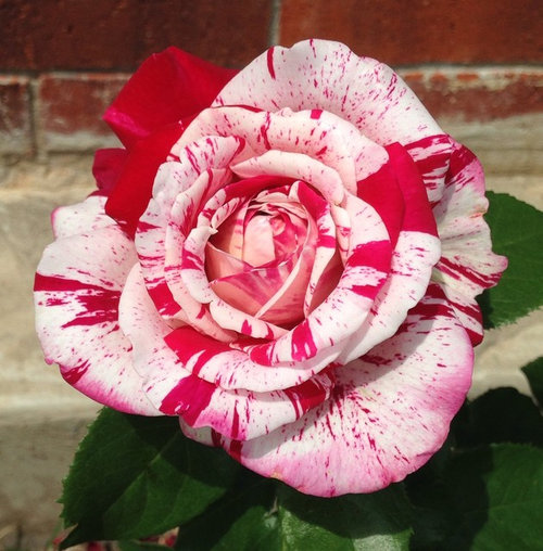 The best striped roses?