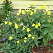 Nancy Wise-Peterson's photo