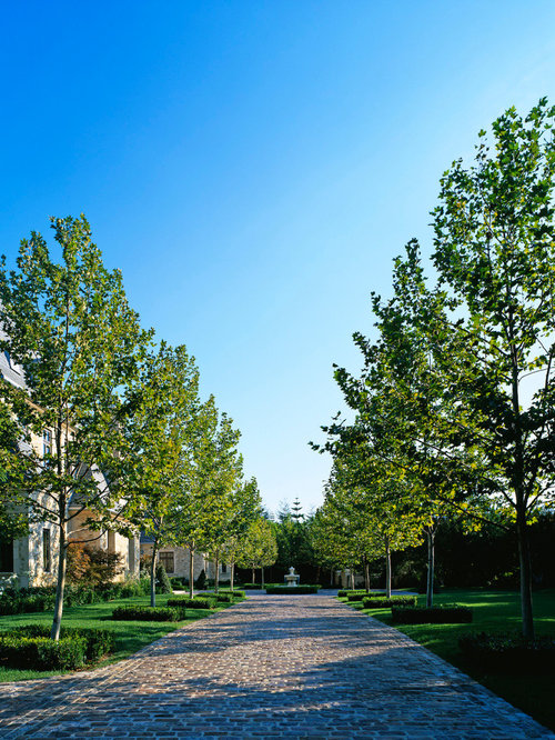 best tree lined driveway design ideas & remodel pictures