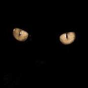 Joe Campee's photo