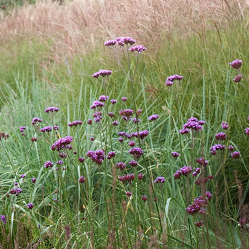 Dune garden in The Netherlands