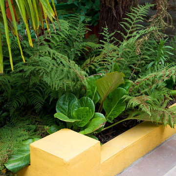 Zingy Yellow Raised Beds with Speciman planting