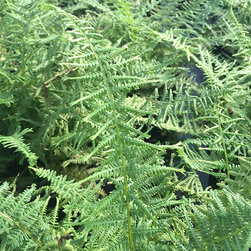 Current Featured Plants - Products