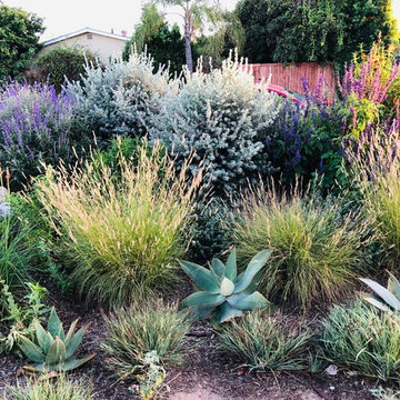1 year later:Mature Landscape Private front yard-Costa Mesa