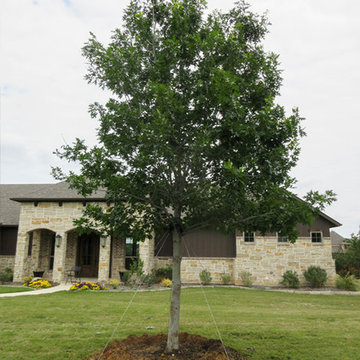 Red Oak Tree