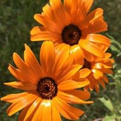 Kristen Nickodemus's photo