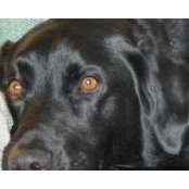 Candide Fortin's photo