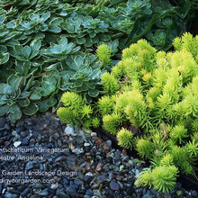 succulents