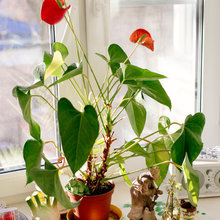 plants