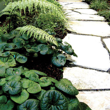 Wild Ginger Covering the Ground with Fern